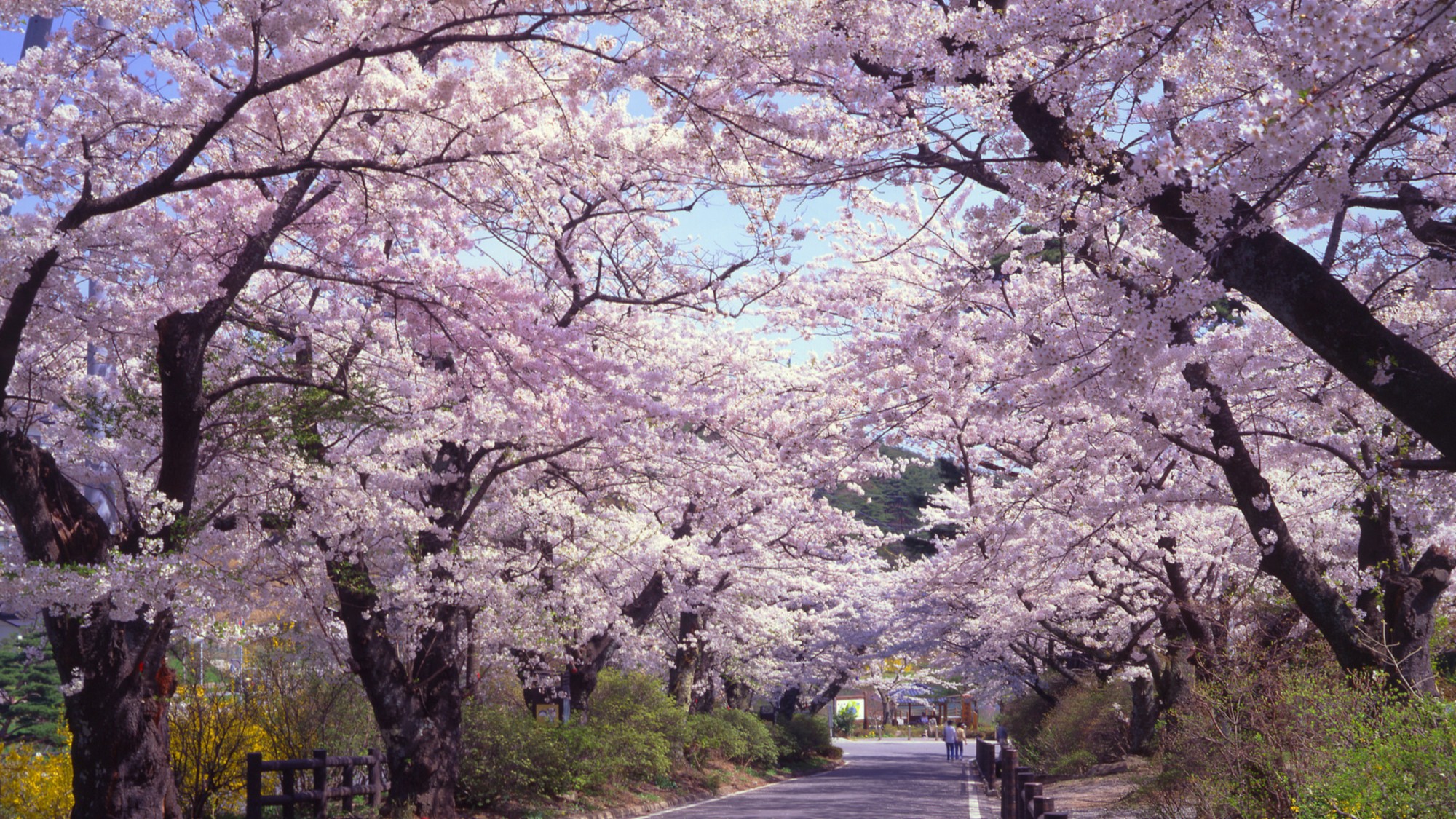 Spring / 岳温泉の春　温泉街から鏡が池へ向かう見事な桜並木
