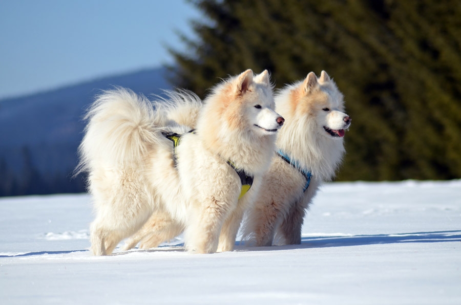 【※返金不可】【愛犬OK】【連泊限定】白馬を楽しむ素泊まりプラン