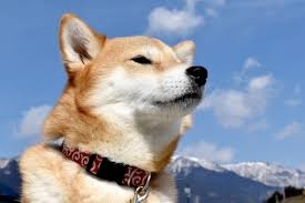 【返金不可】【愛犬OK】【新ゴンドラ体験 /朝食付き】岩岳ゴンドラチケット付きプラン(往復)