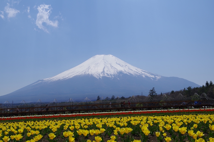 チューリップと富士山