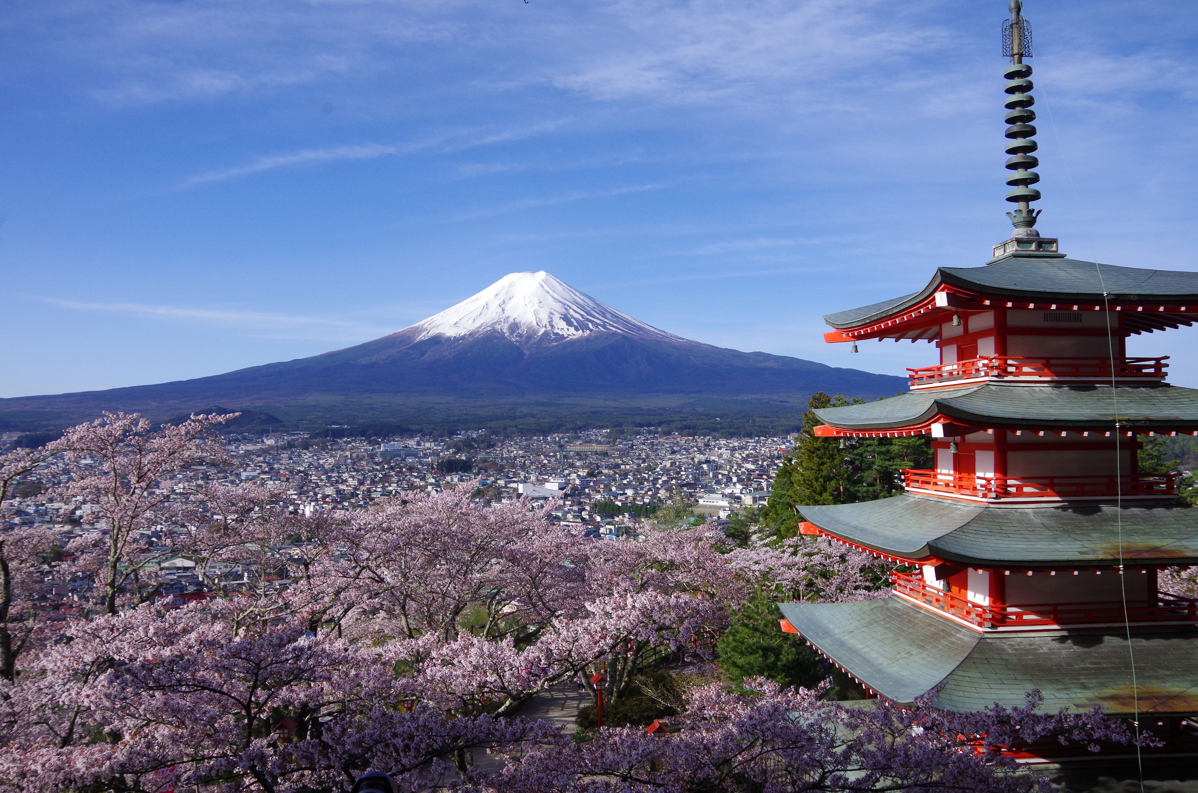 桜が美しい新倉山浅間公園