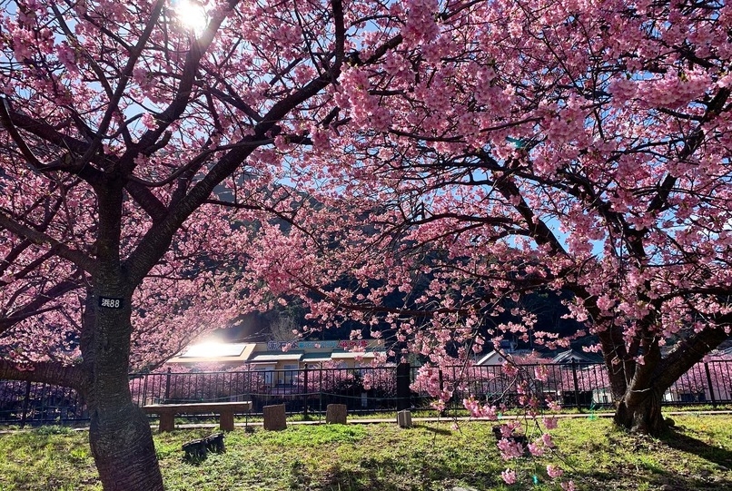 【貸切】河津桜まつり会場車で2分！広々リビング＆お風呂3LDKの一軒家。ファミリーにも人気の宿です♪