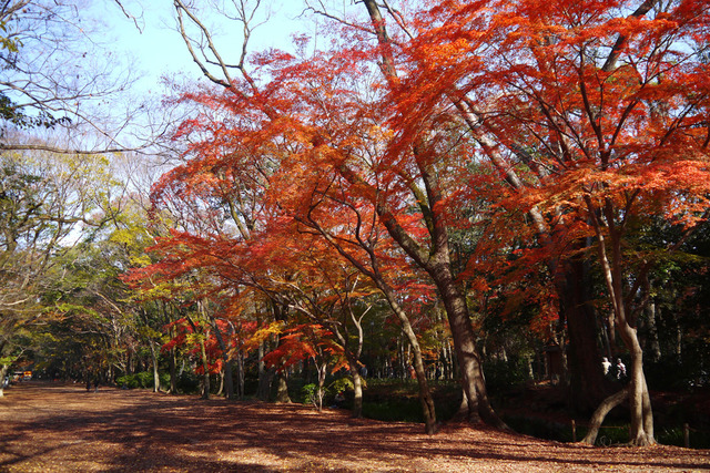 ◆下鴨神社◆糺の森