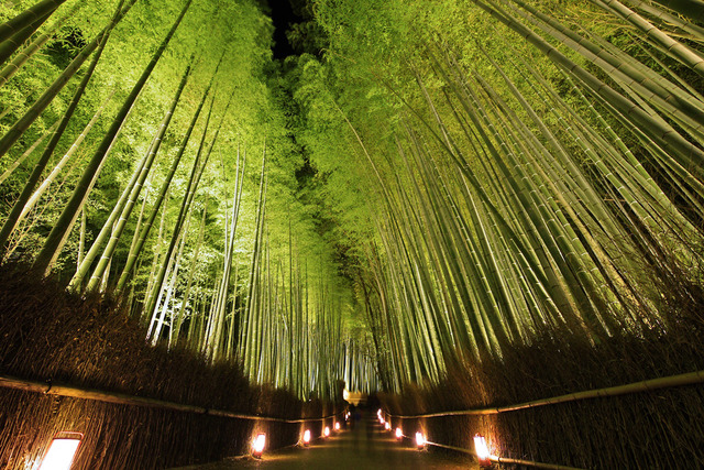 【夜の京都】竹林の道_嵐山花灯路