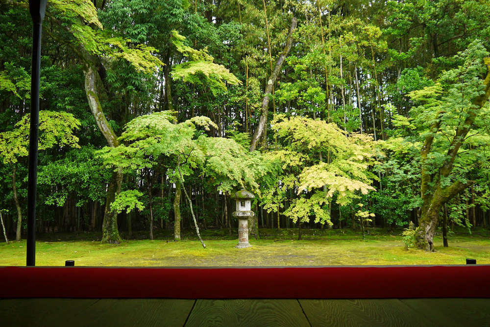 【京都の庭園】大徳寺 高桐院