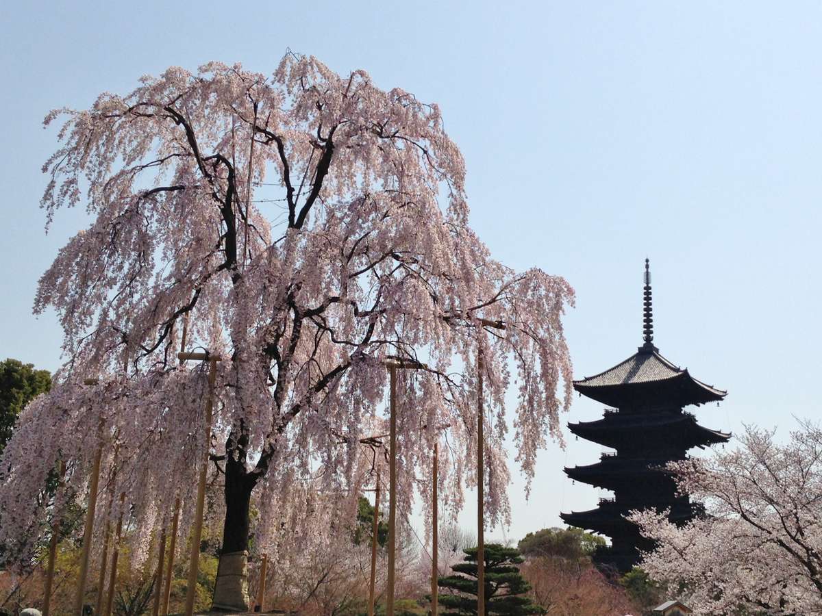 ◆観光◆東寺☆不二桜・見頃４月上旬☆