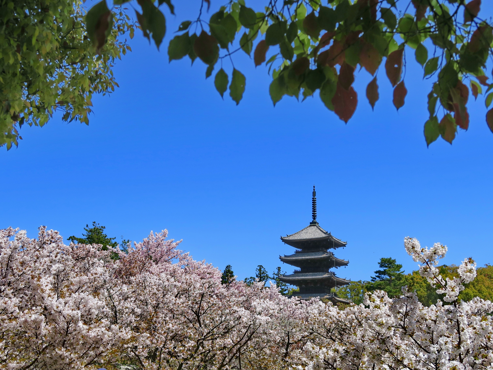 春の仁和寺