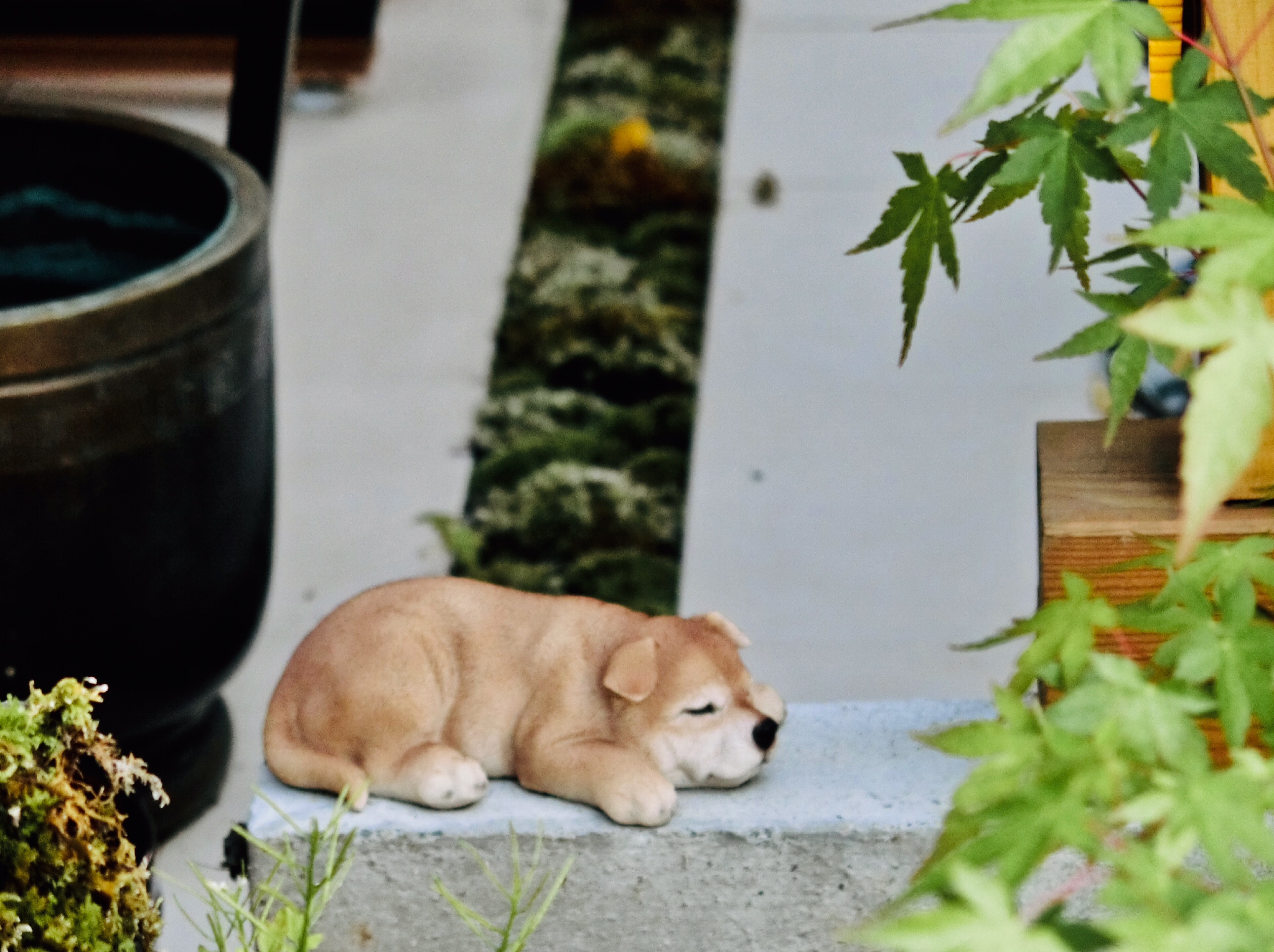 【苔生宿／Koke-Musu：inn】 - 写真 211