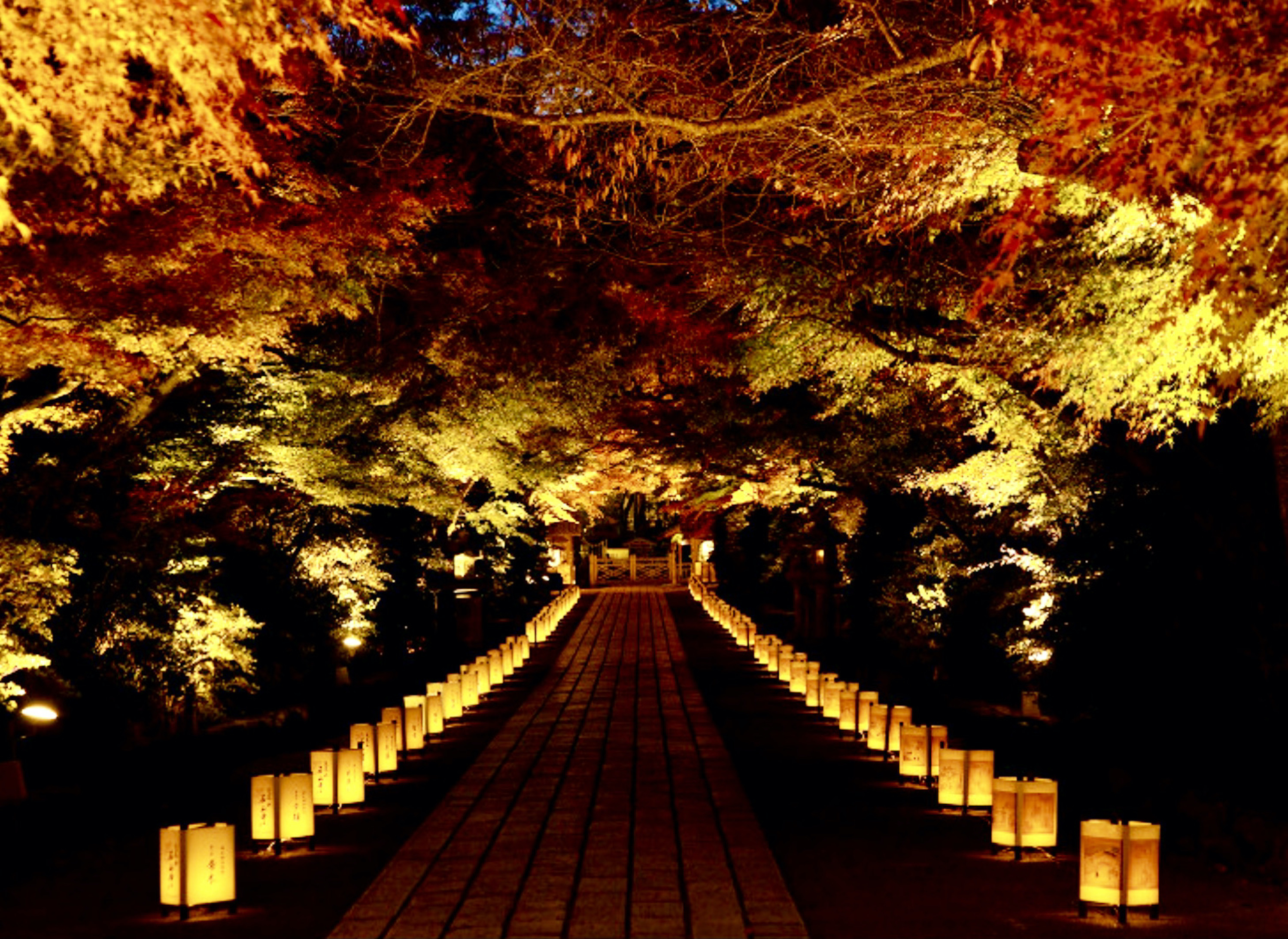 【苔生宿／Koke-Musu：inn】 - 写真 68