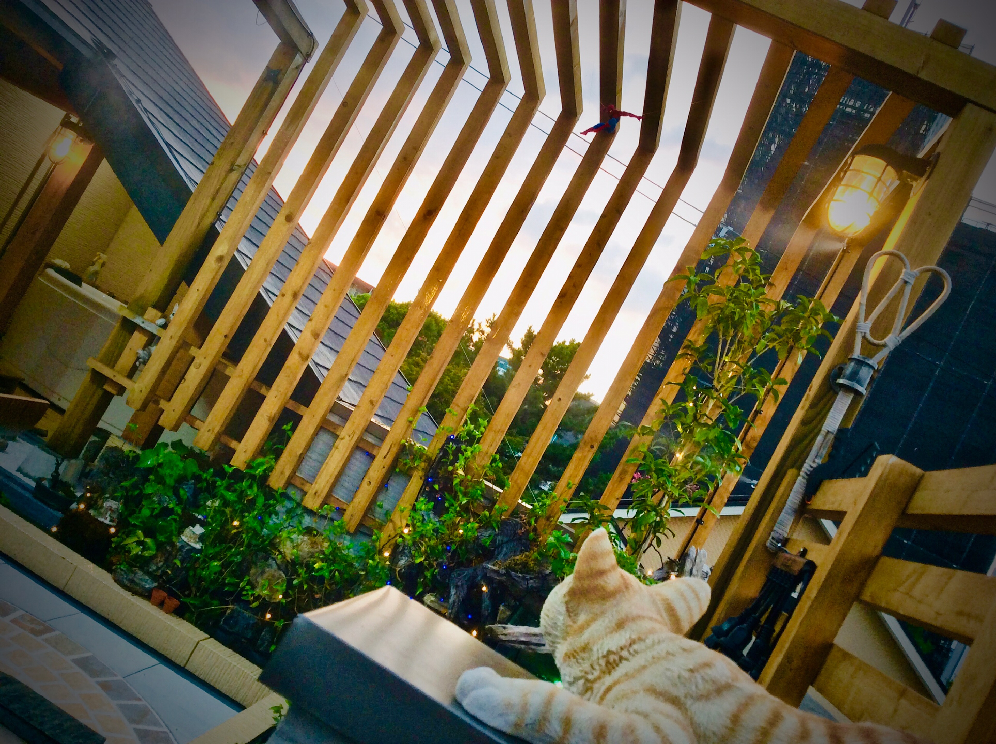 【苔生宿／Koke-Musu：inn】 - 写真 235