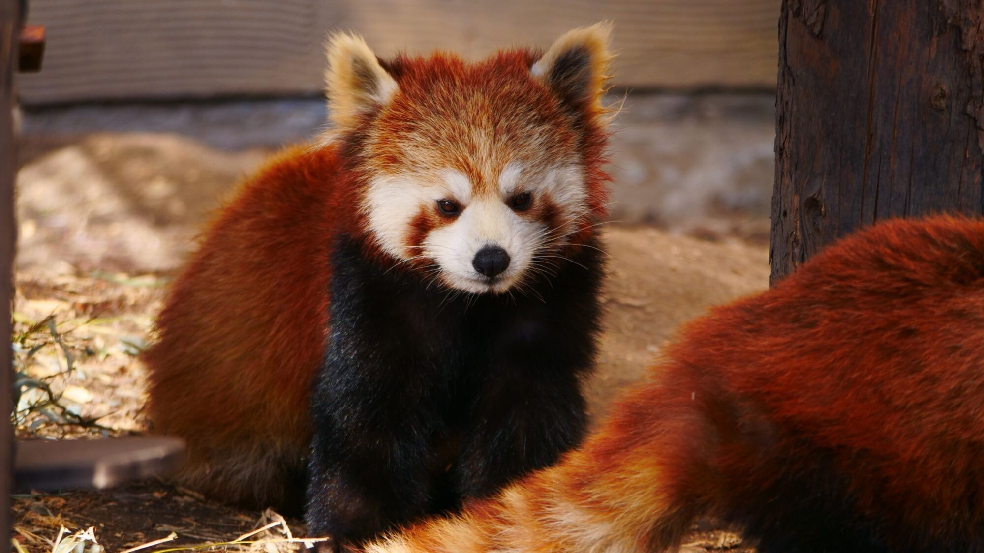 【観光画像】旭山動物園（レッサーパンダ）