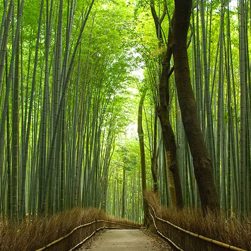 嵐山の竹林（竹林入口まで当館より徒歩約17分）