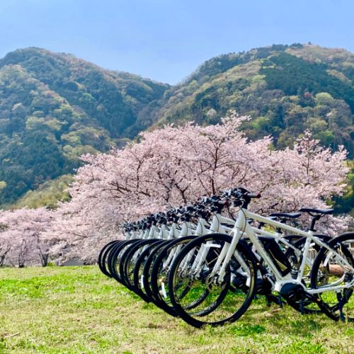 伊豆には数多くの桜の名所もございます。eBikeでちょっとした立ち寄りもいかがですか？
