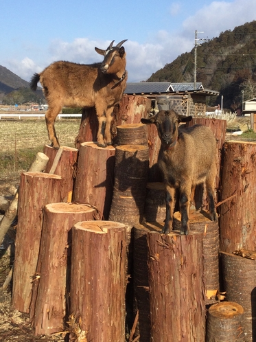 仲良し兄妹