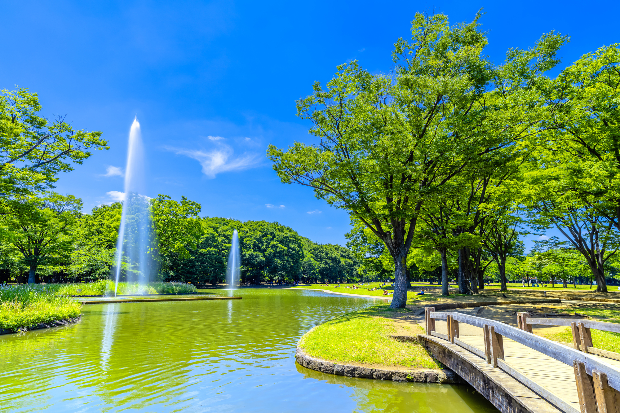 代々木公園