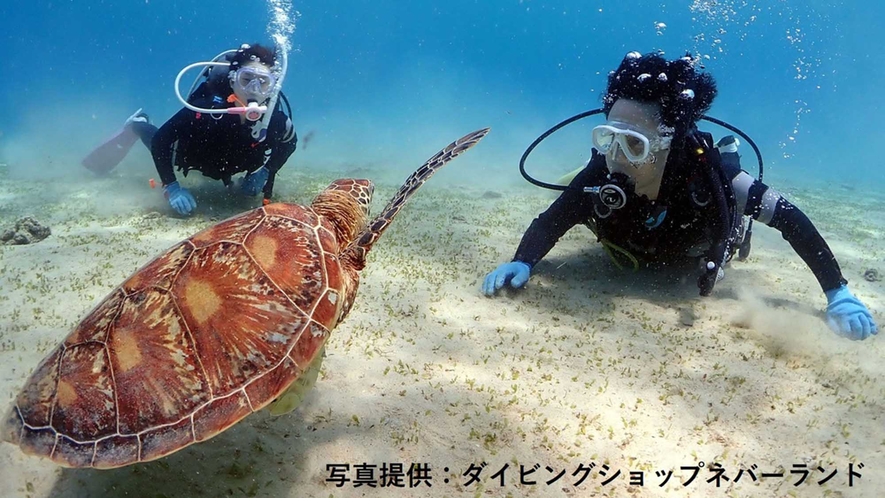 ・奄美大島の海に生息する海亀とじゃれあってみませんか？
