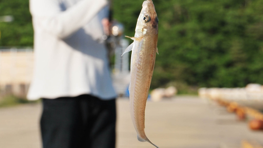 体験メニュー／近くの防波堤で釣りを楽しめます。何が釣れるかな？