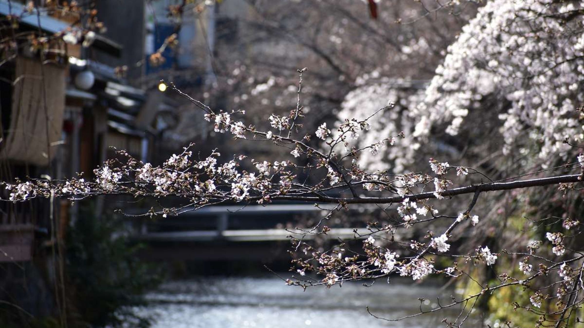 祇園白川は桜並木が美しく、人気のスポットです