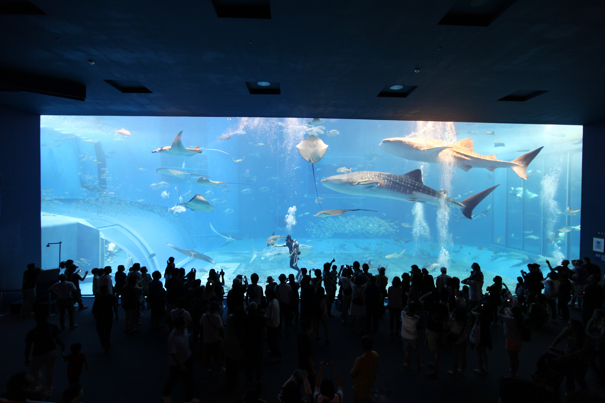 美ら海水族館(当館から車で30分）