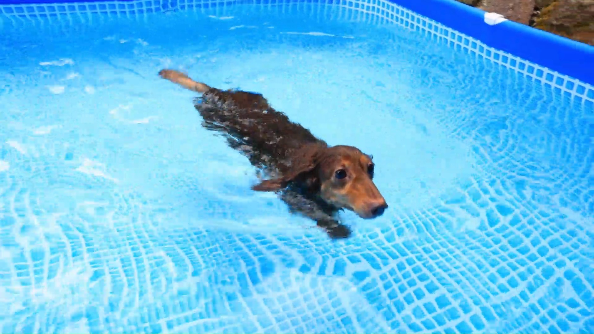 愛犬と一緒にお部屋でのんびり／客室かけ流し温泉／懐石料理お部屋出し