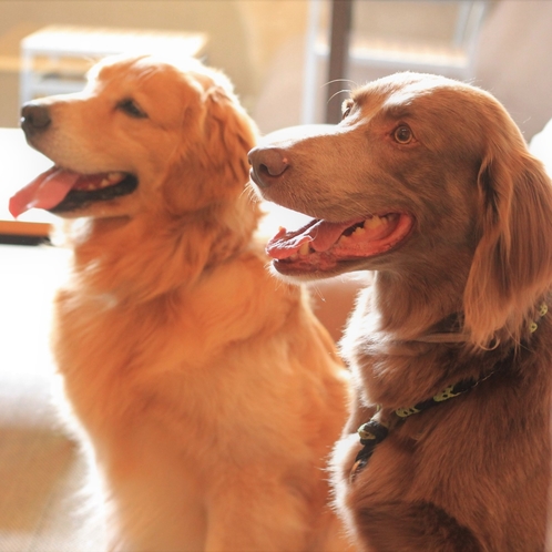 大型犬２頭でも寛げる広さのお部屋です