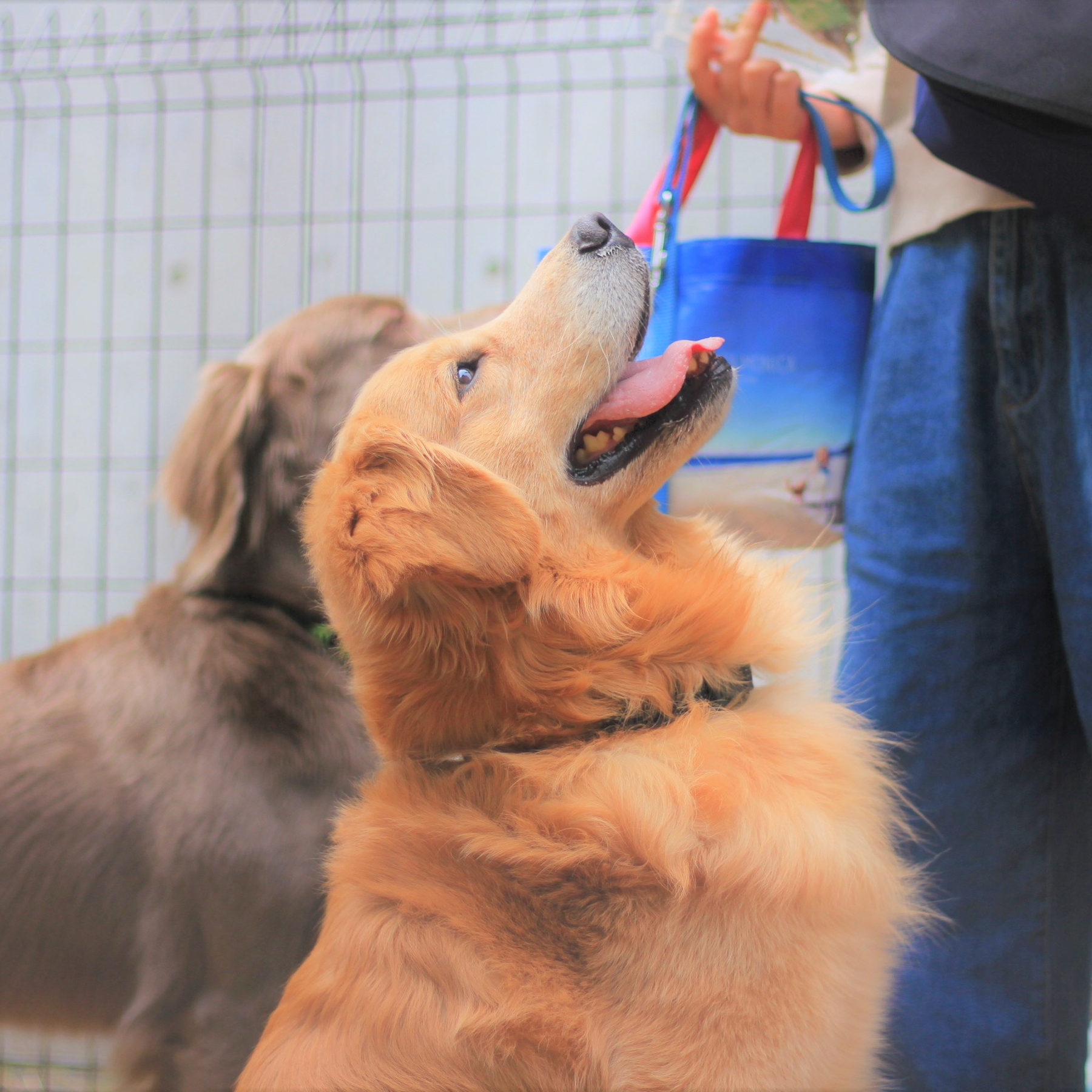 大型犬も小型犬ものびのび過ごせる施設です