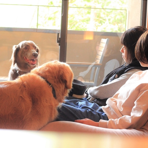 お部屋で愛犬とゆったりとした時間を