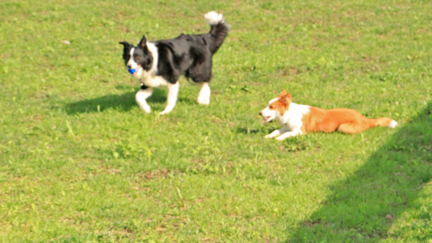 【2食付き】隠れ家風ペンションで愛犬と寛ぐ◆とちぎ和牛ステーキがメイン《地産地消欧風コース料理》