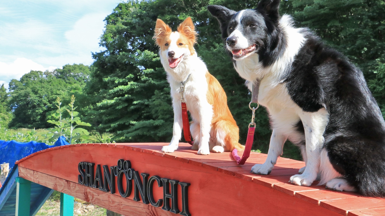 【素泊り】大自然を駆け巡る！広々300坪☆種類豊富なドッグランで愛犬と思いっきり遊ぼう♪