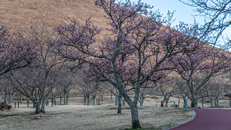 桜