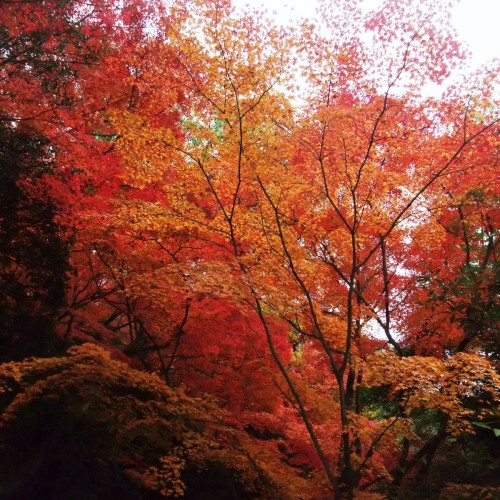 宮島　紅葉（写真提供：広島県）