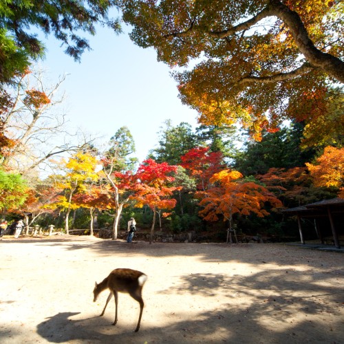 宮島　紅葉（写真提供：広島県）