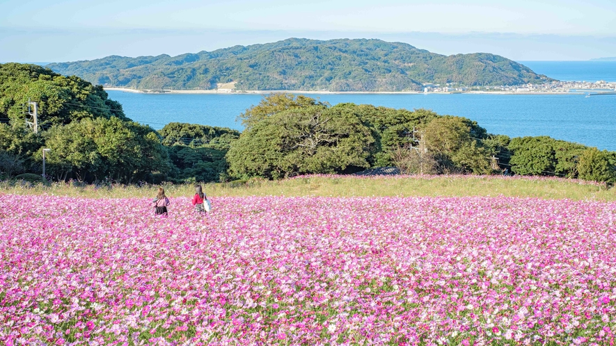 【のこのしまアイランドパーク】能古島では季節のお花を楽しめます♪ [写真提供：福岡県観光連盟]
