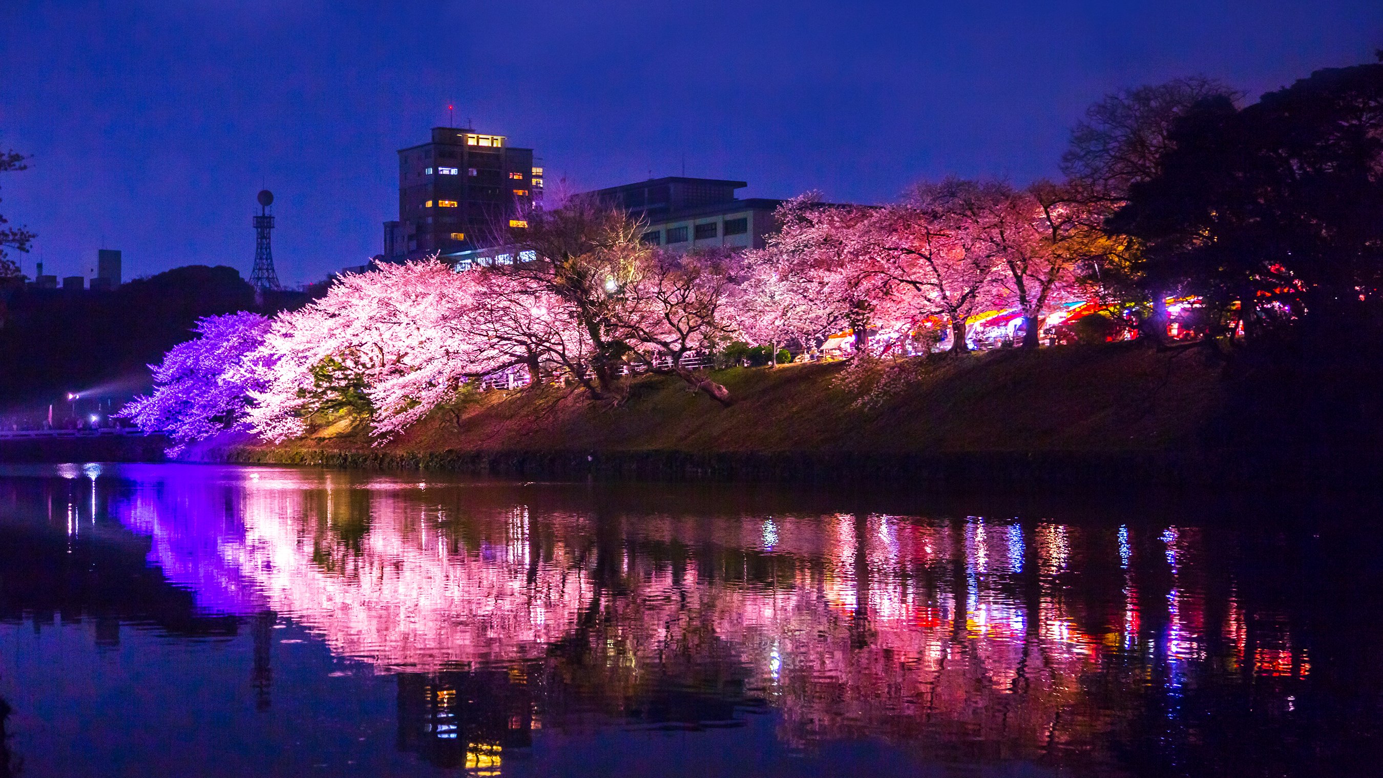 【舞鶴公園の桜】ライトアップされた桜はより幻想的♪[写真提供：福岡県観光連盟]