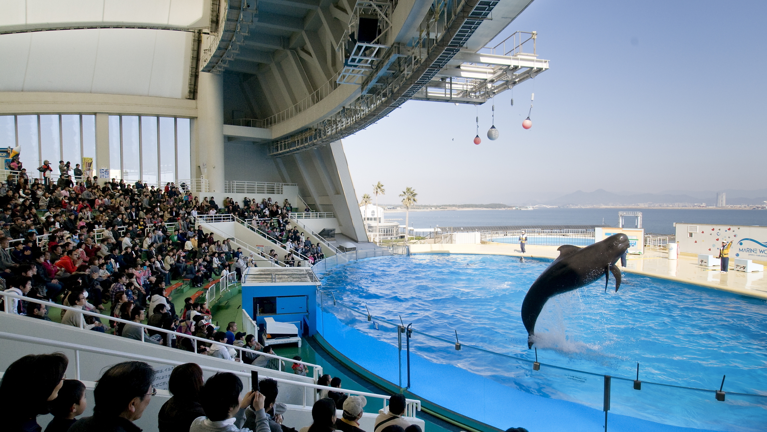 【マリンワールド海の中道】大人子供問わず人気のイルカ・アシカショー[写真提供：福岡市]