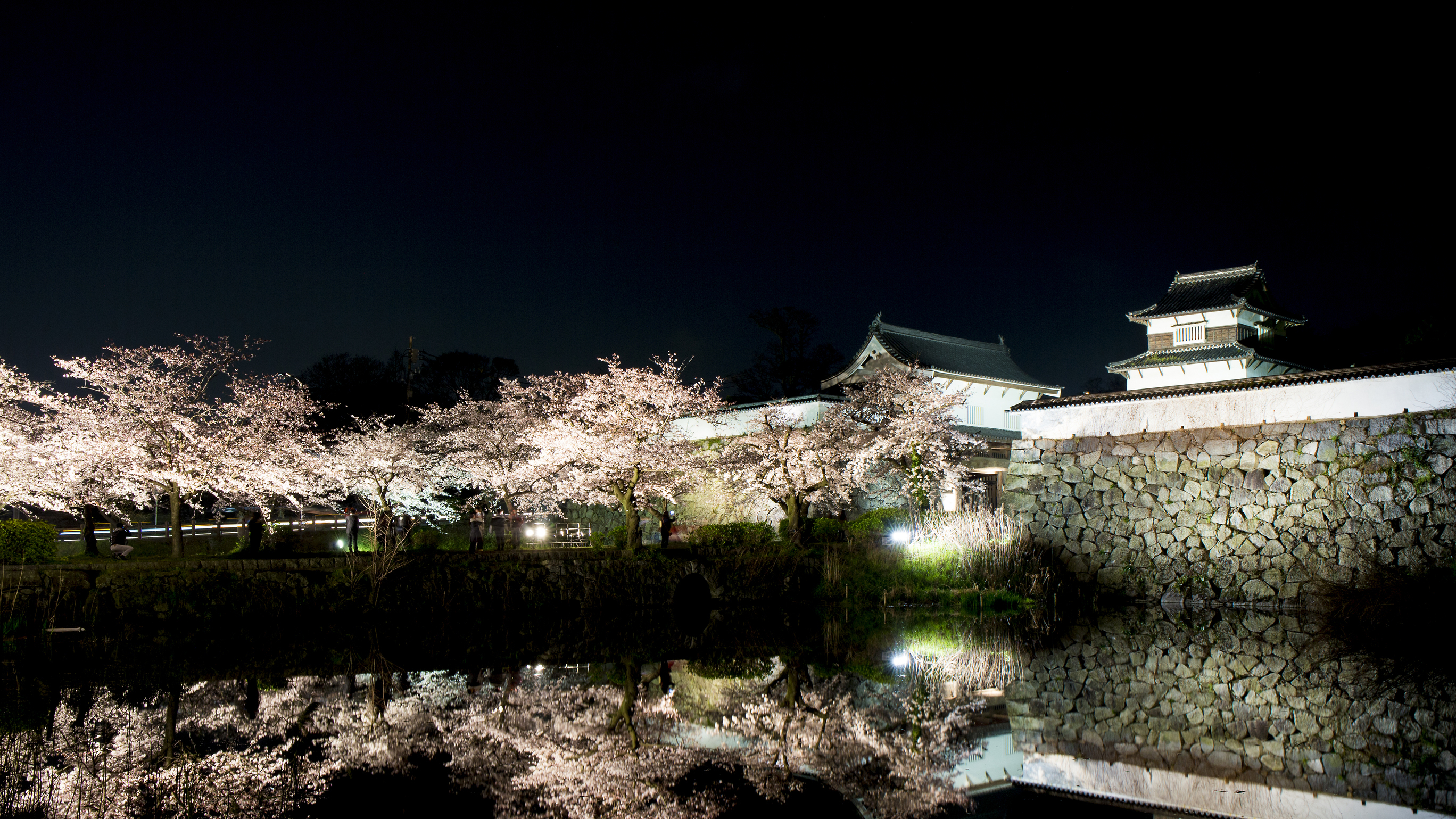 【福岡城跡の桜(ライトアップ)】日中とは違った様子が見られます♪[写真提供：福岡県観光連盟]