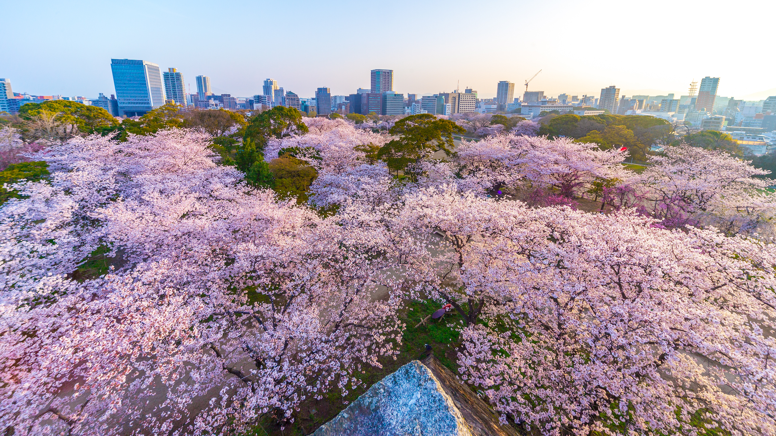 【舞鶴公園の桜】福岡県内1位の人気お花見スポット！[写真提供：福岡県観光連盟]