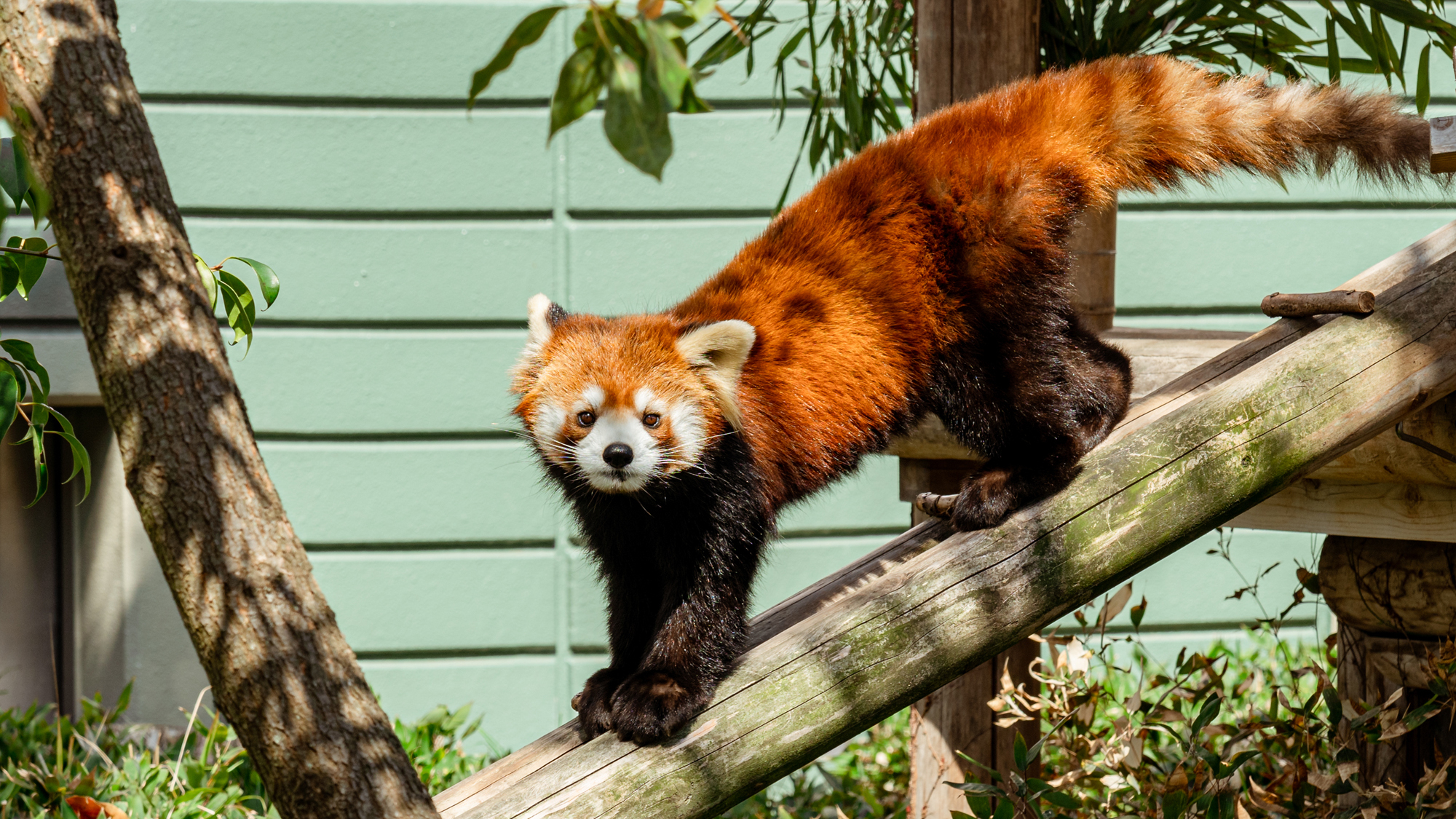 【福岡市動植物園】子供に人気のレッサーパンダをはじめ多くの動物を見学できます！[写真提供：福岡市]