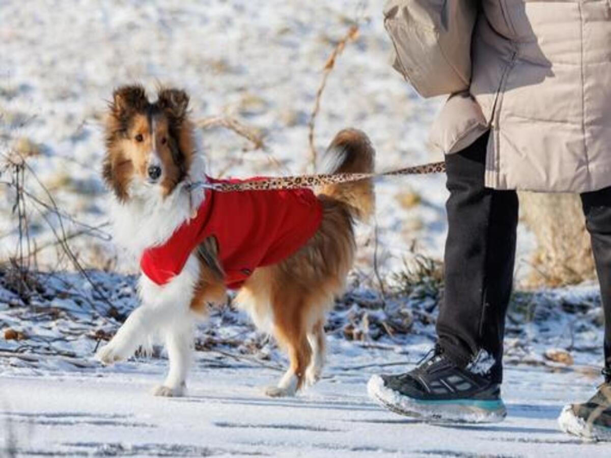 【DOG×STAY】愛犬と旅！オーシャンビュー＆スパで過ごすリゾート《ビュッフェ朝食＆夕食付》