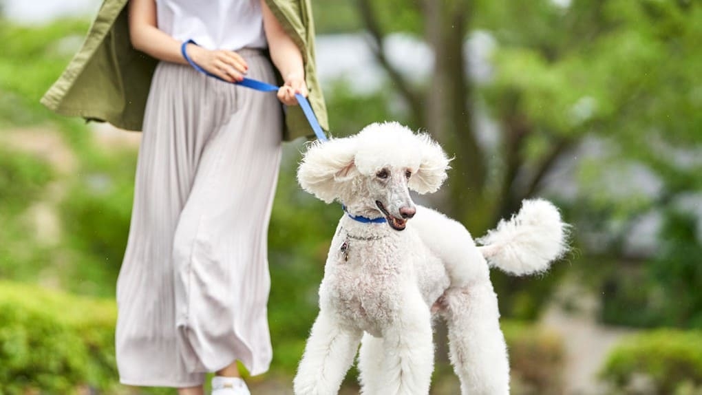 【DOG×STAY】愛犬と旅！オーシャンビュー＆スパで過ごすリゾート《ビュッフェ朝食＆夕食付》