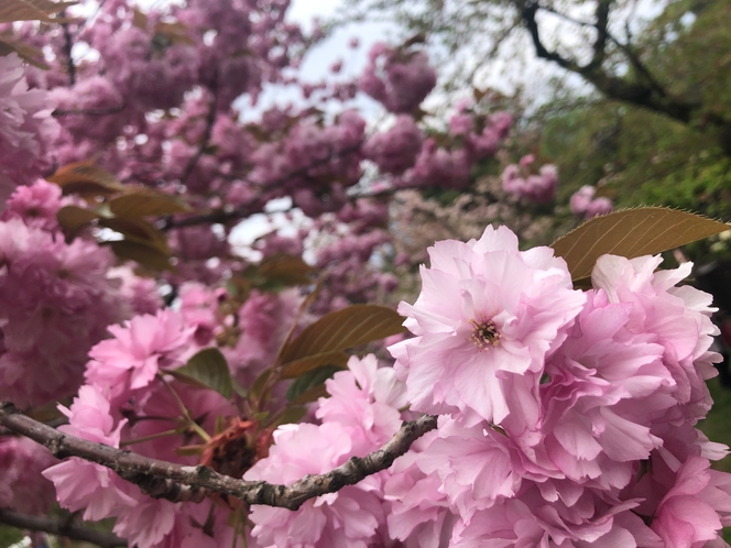 桜