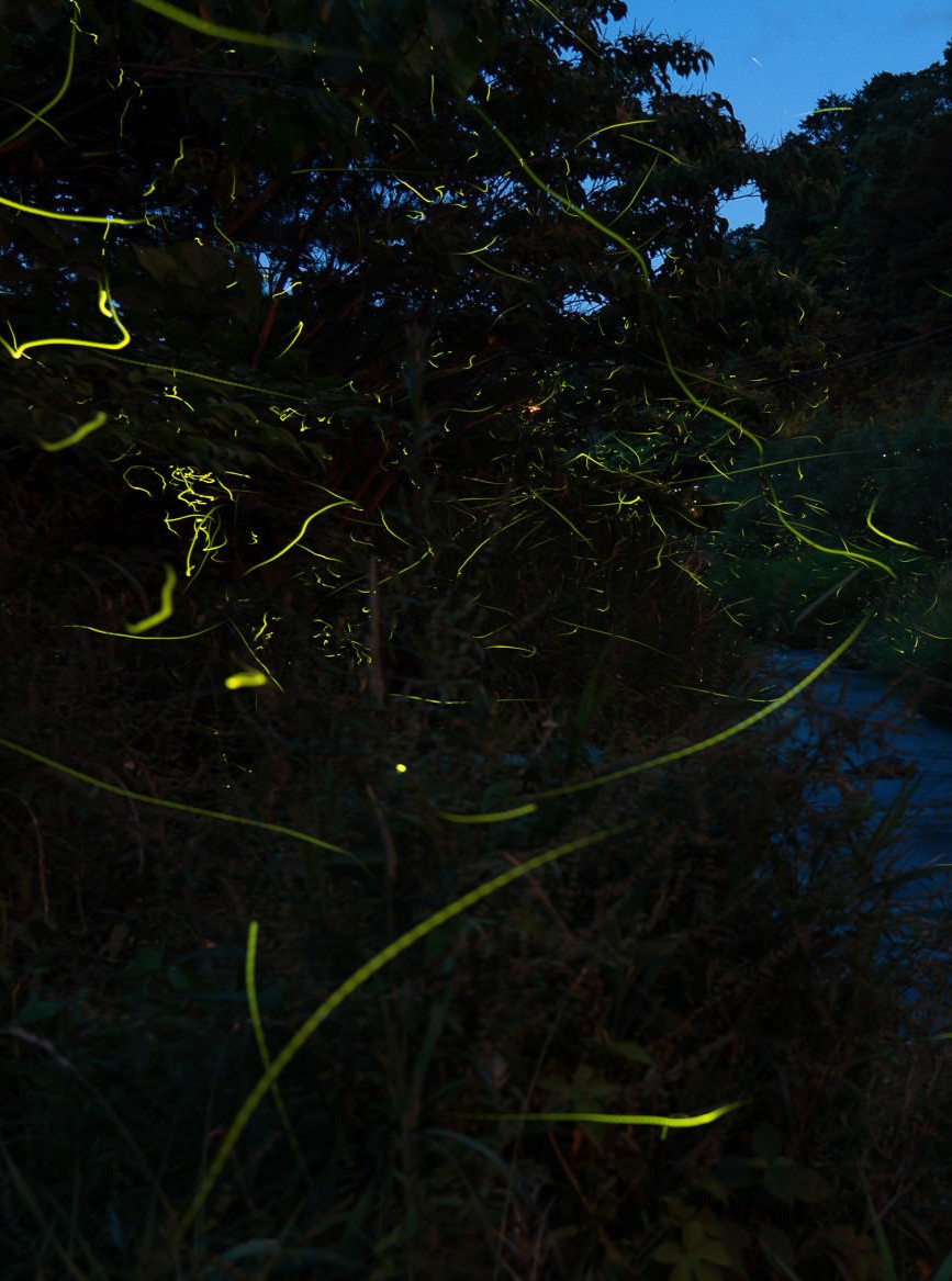 幻想的な蛍の淡い灯