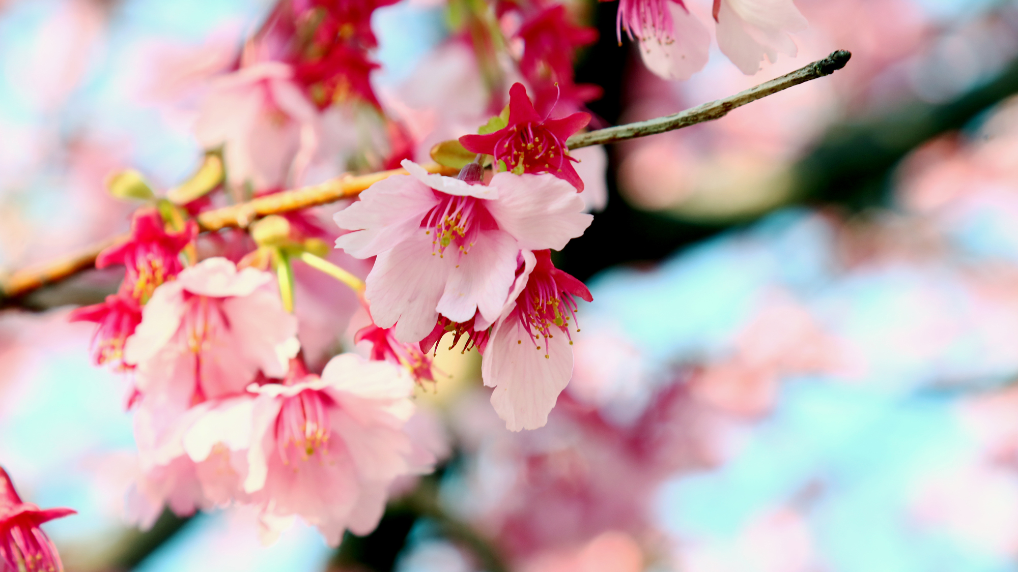 ◆色の鮮やかなピンクの掛川桜。春の掛川も見どころ満載です！お立ち寄りください♪
