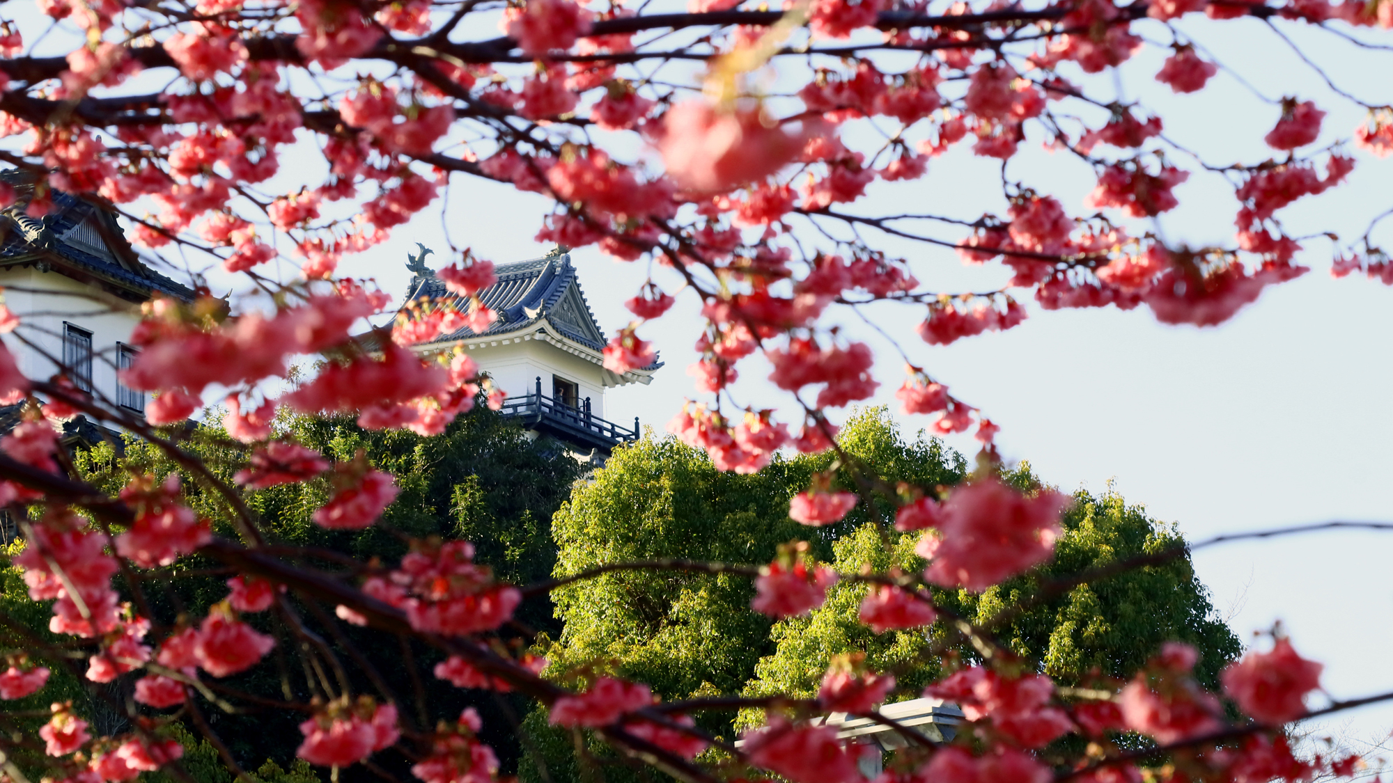 ◆春には桜越しの掛川城をご覧いただけます♪