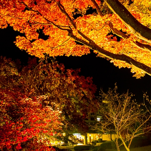 【紅葉】ライトアップされた庭園