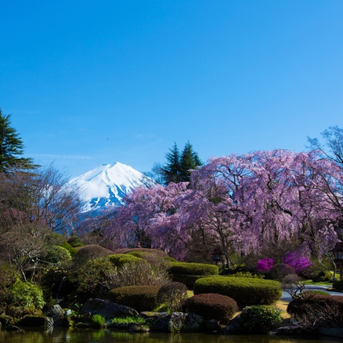 【桜】ホテル正面からの眺め