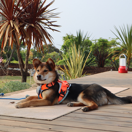 離れのお部屋でのんびり愛犬と休日を【素泊り】