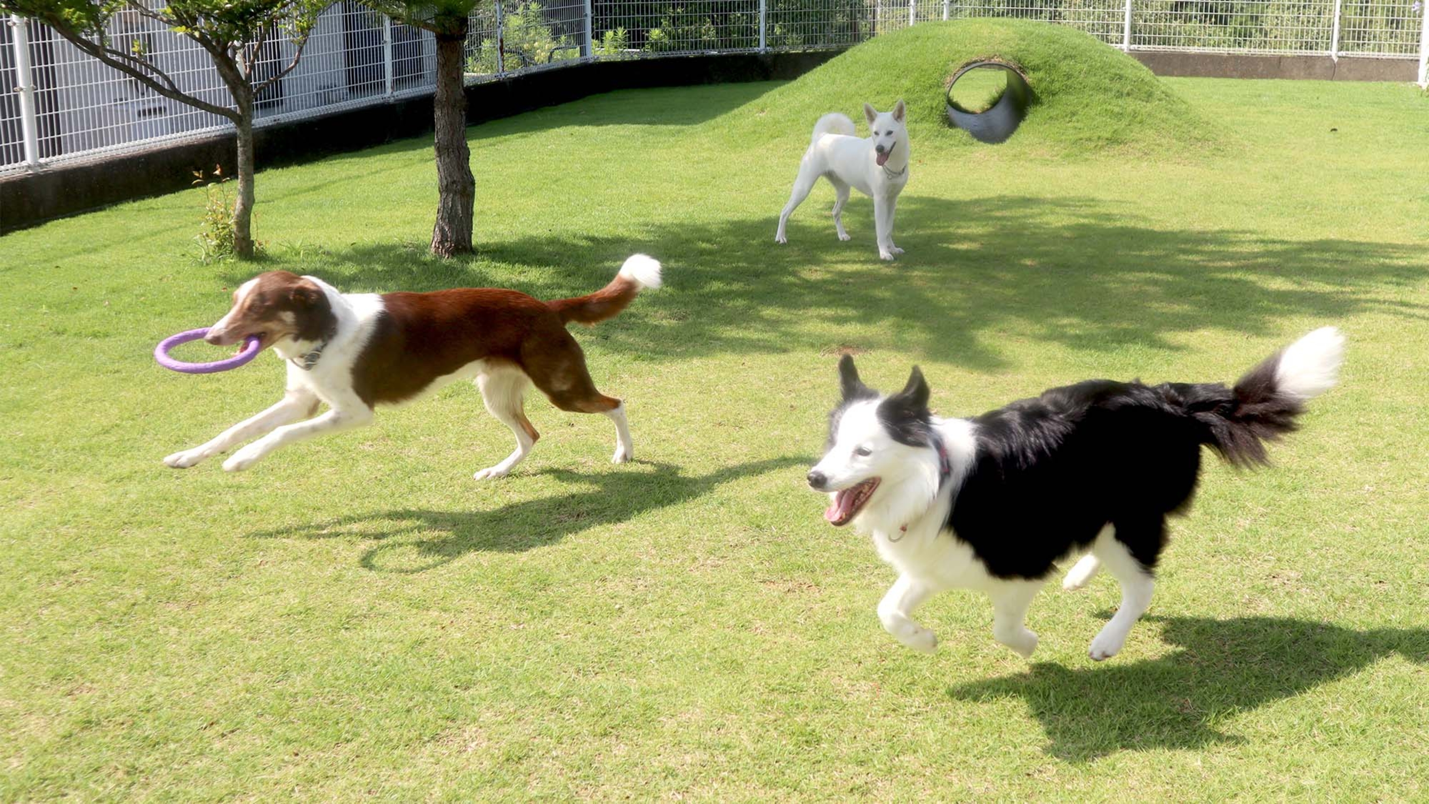 ONIWAのドックランで遊ぶ犬たち