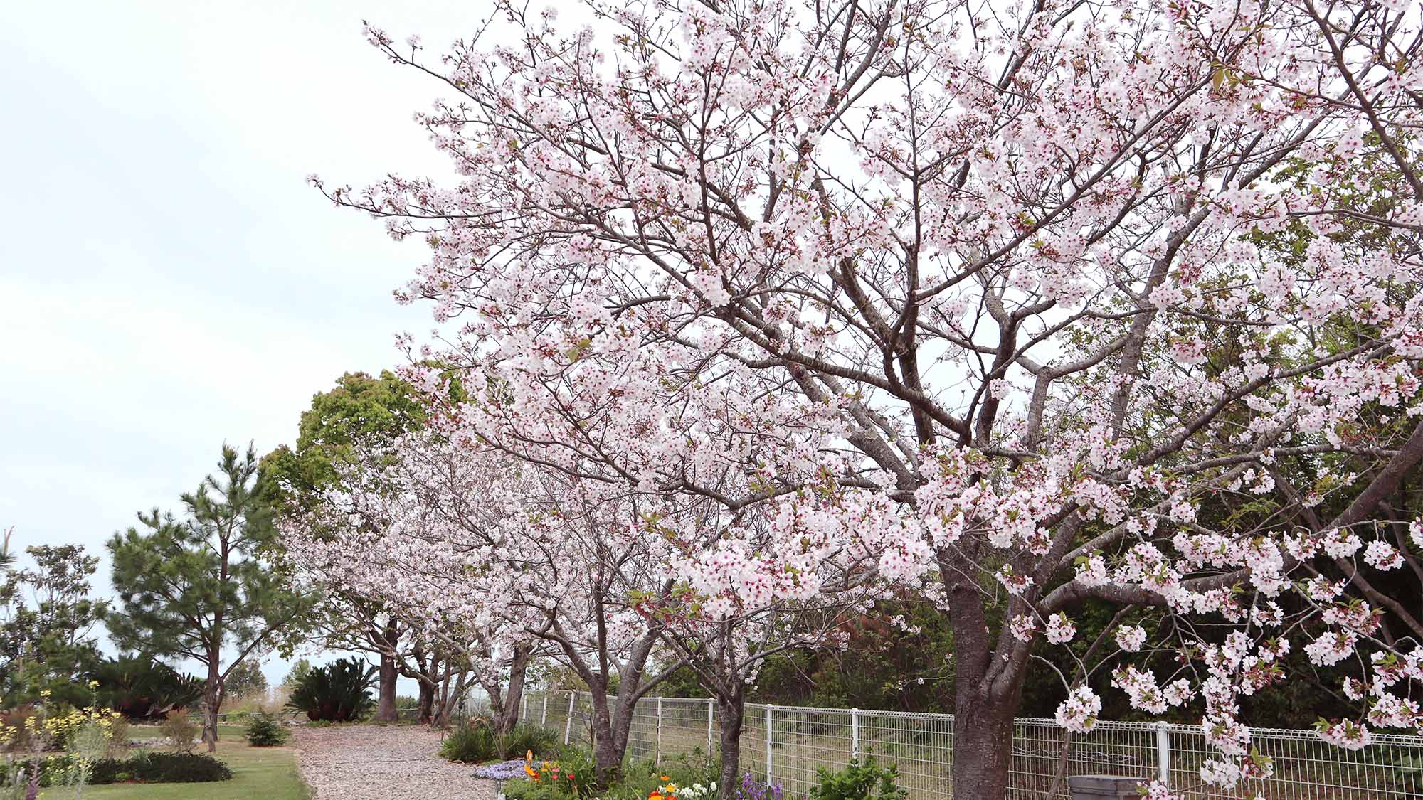 ・春にはささやかな桜並木が敷地内を彩ります