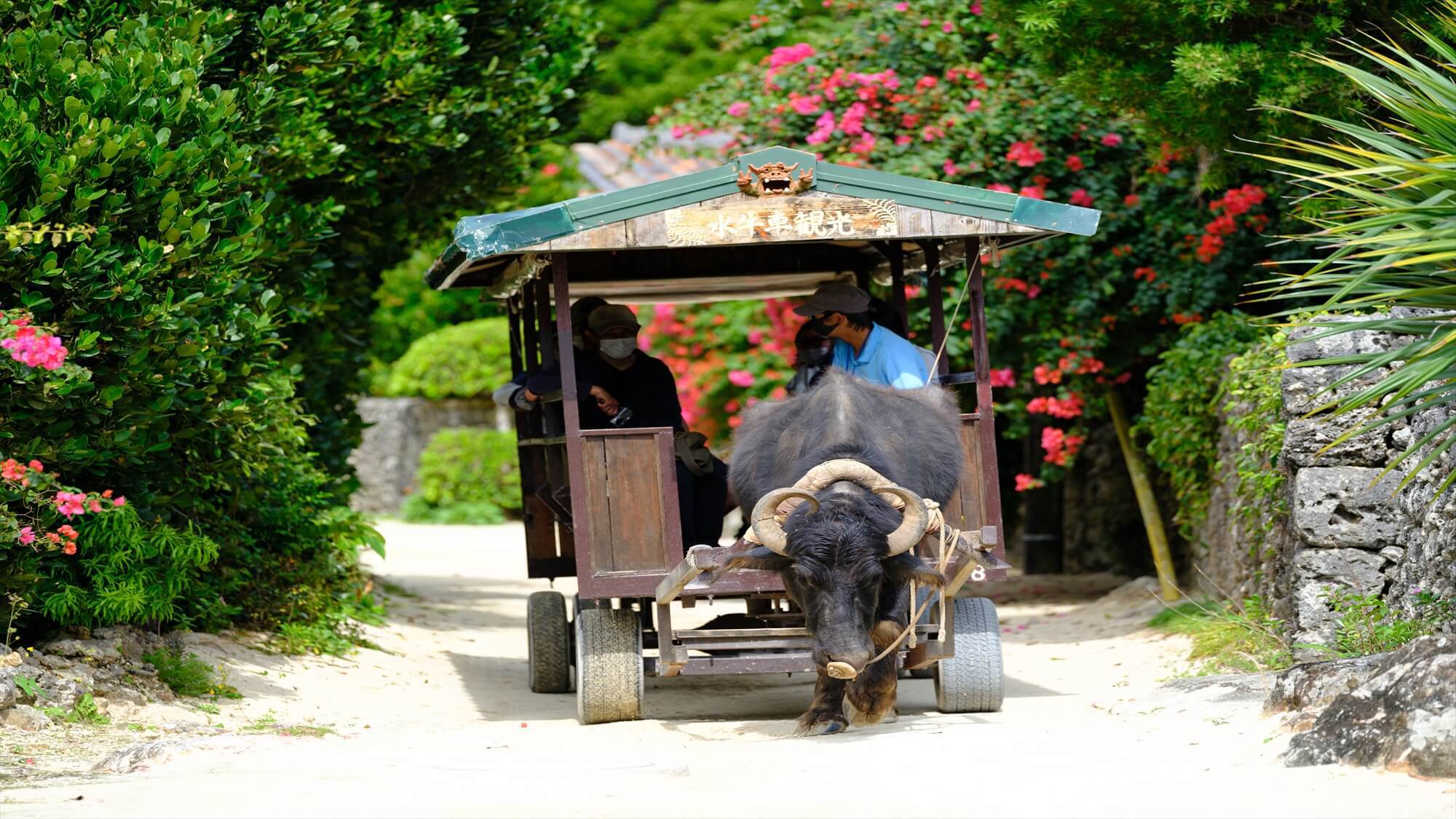 【瀬底島・水牛車体験｜素泊まり】瀬底水牛車ランドとのコラボ企画！水牛車体験と古民家風ヴィラで沖縄満喫